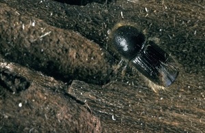 The tree pest eight-toothed spruce bark beetles (Ips typographus)