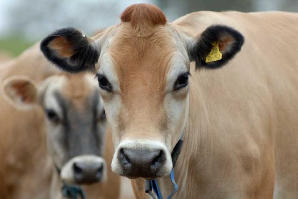Bluetongue virus detected and dealt with in cattle in Yorkshire