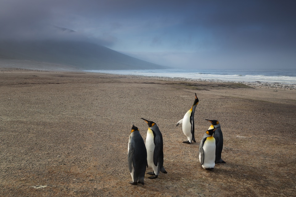Penguins on the Falkland Islands