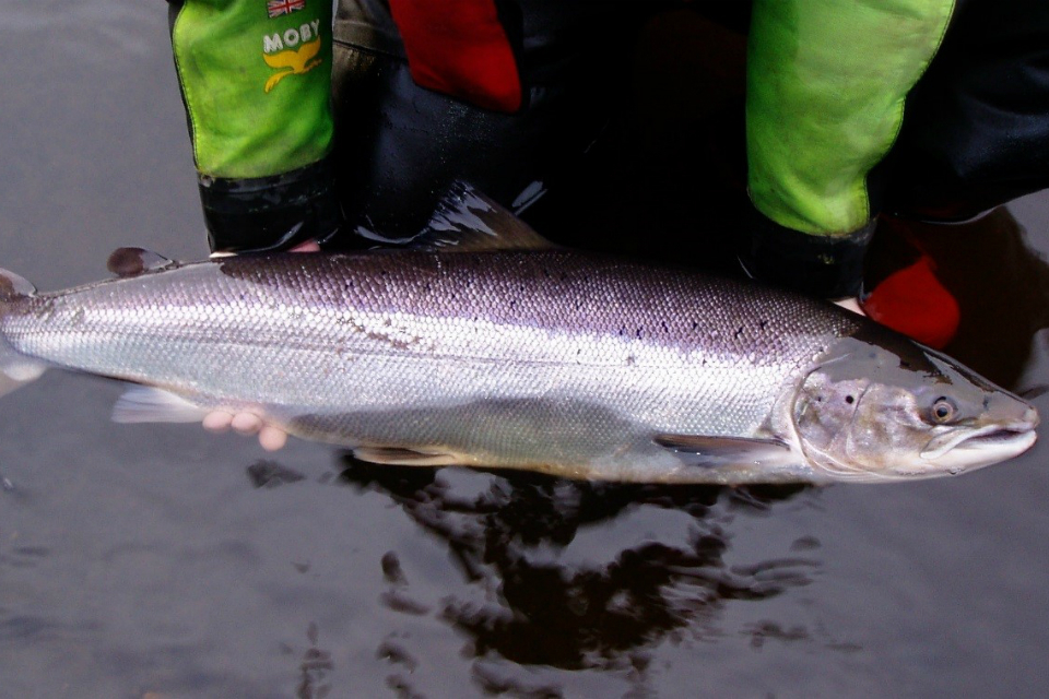 Environment Agency announces new national salmon and sea trout byelaws