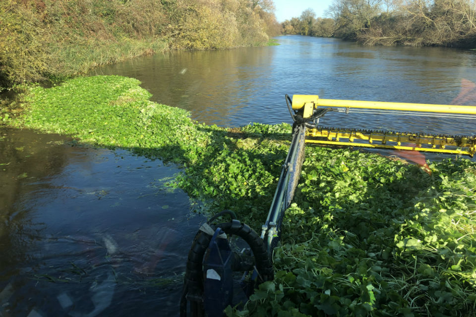 Report floating pennywort this winter, says Environment Agency