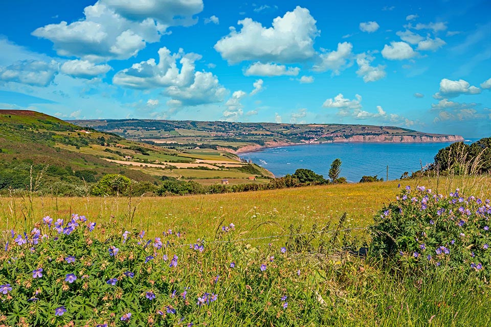 Environment bill policy paper cover picture - photo of landscape with wildflower hedgerow and coast