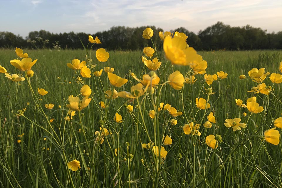 Environment bill policy paper - photo of a buttercup meadow