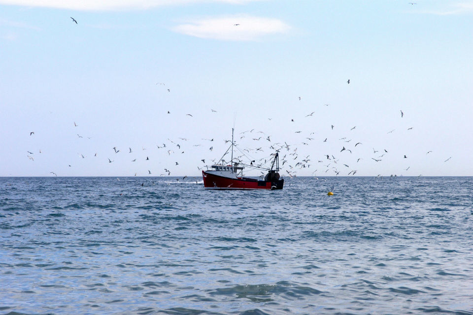 Fishing industry encouraged to get ready for EU catch certificates in the event of a no deal