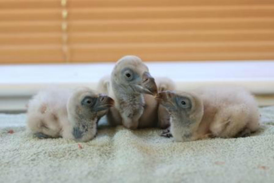 Wildlife criminal jailed for rare bird eggs importation attempt