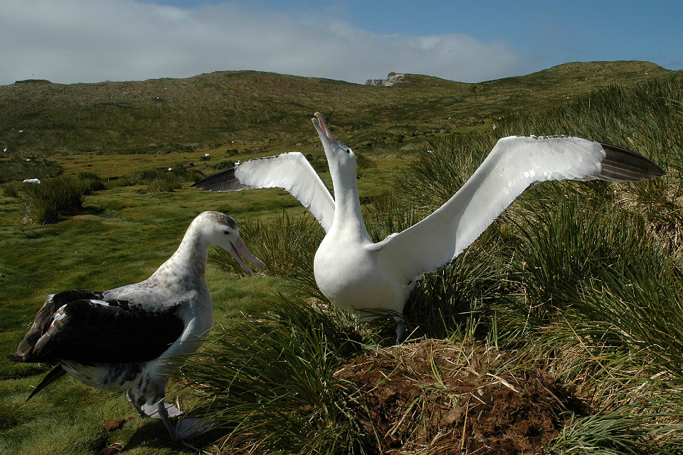 Darwin Plus: 'Bird borne' radar for albatrosses among 17 new projects to be funded