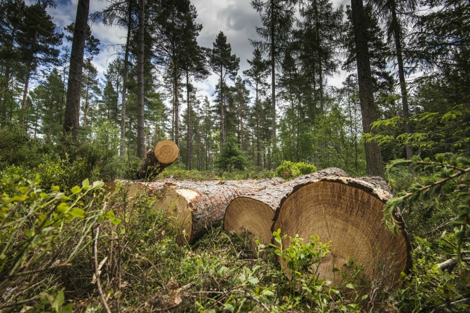 Need to fell some trees? Branch out and try Felling Licence Online