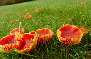 Fungi at The Leasowes in Halesowen near Birmingham