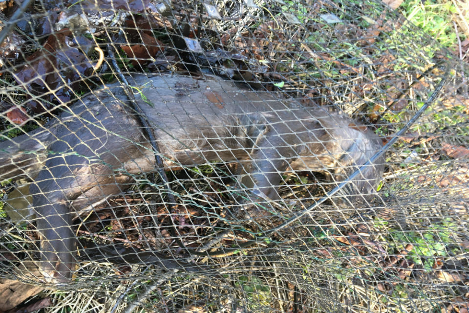 Otter death sparks appeal   report illegal fishing to protect wildlife