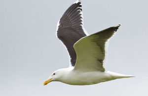 Great black-backed gull