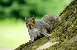 A grey squirrel on a tree