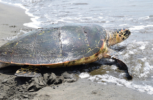 A turtle on a beach in Nicaragua