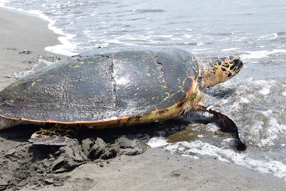 World Wildlife Day: A helping hand to turtles and mangroves