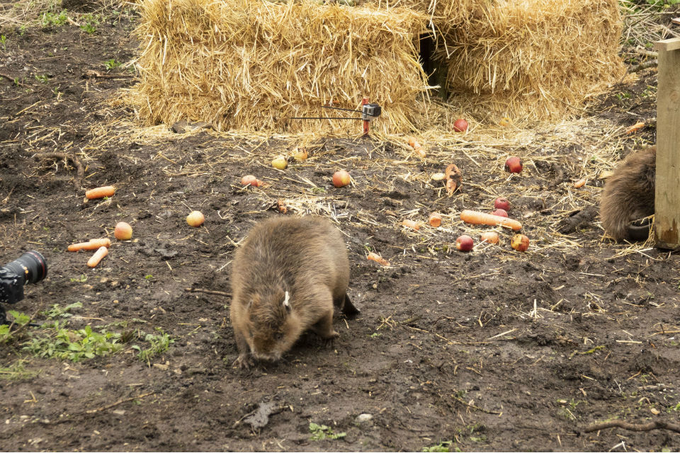 Beavers arrive in Essex to play their part in flood prevention