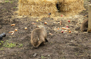 Beavers arrive in Essex