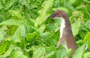 A stoat in a field of crops. Photo credit: Getty Images