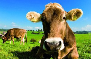 Cow in a field