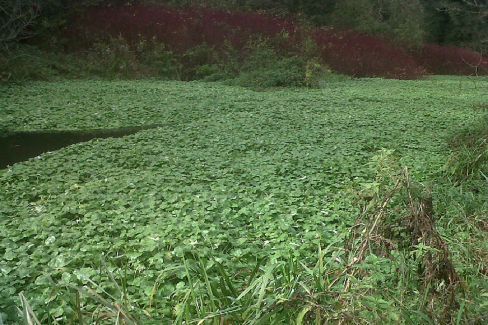 Nipping Floating Pennywort in the bud!