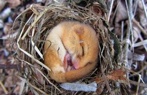 A hazel dormouse sleeping in a nest.