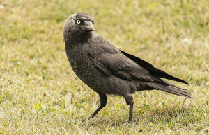 A jackdaw on grass