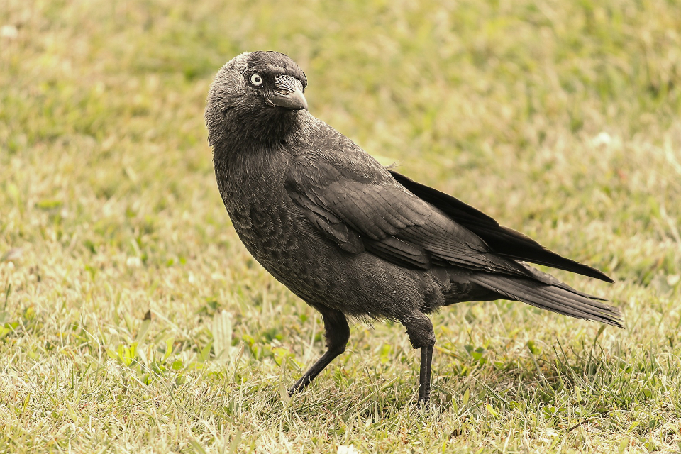 General licences for bird control: major changes to licensing requirements