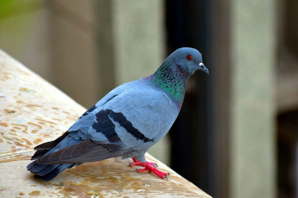 General licences: next steps to apply online