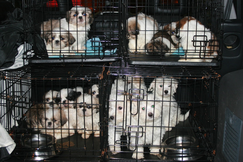 Millions raised from tax evading dog breeders