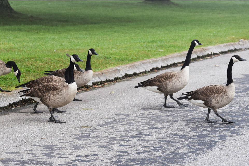 New general licences for controlling Canada geese and wood pigeon comes into force