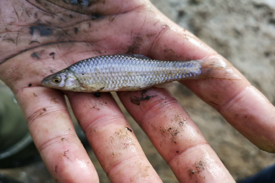 Environment Agency removes more invasive non native fish
