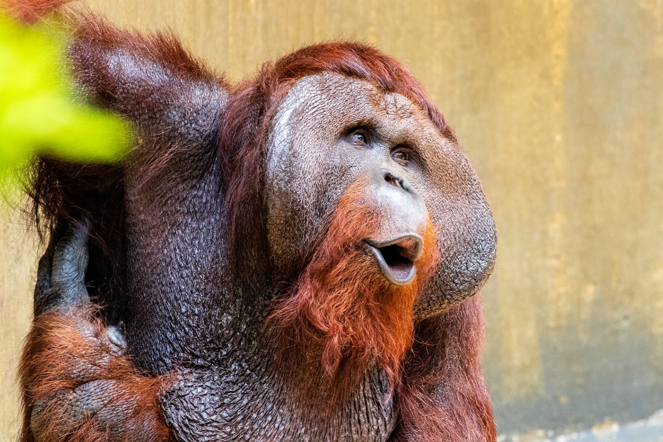 Darwin Initiative: £8 million in twenty fifth funding round for international conservation projects