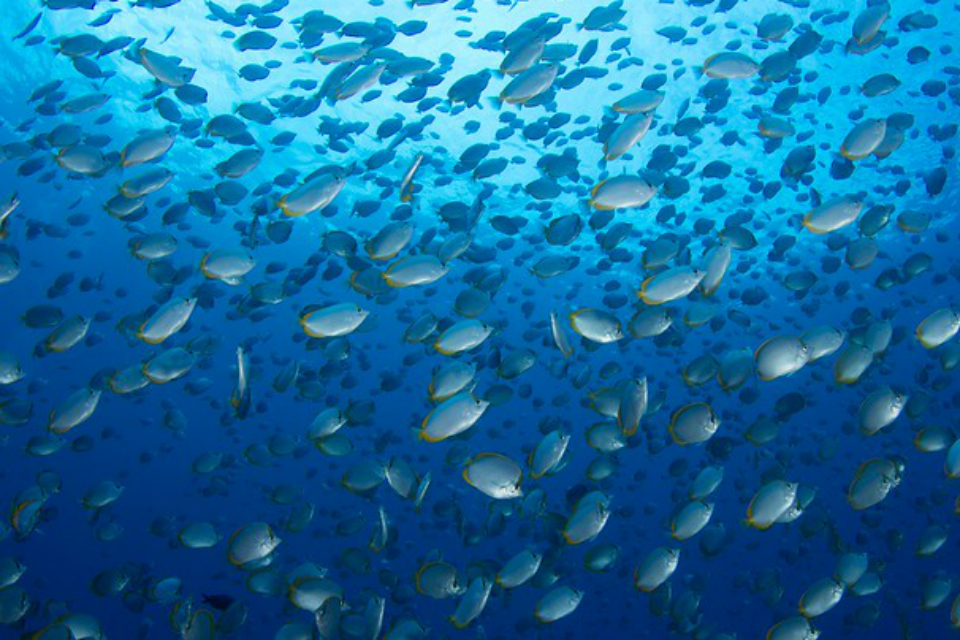 Future support for nature in UK Overseas Territories