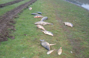 Fish killed by a pollution incident lay on a riverbank