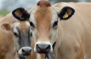 Two cows looking at the camera