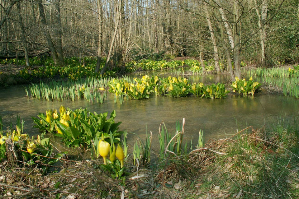 Invasive non native plant species found in Derbyshire brook