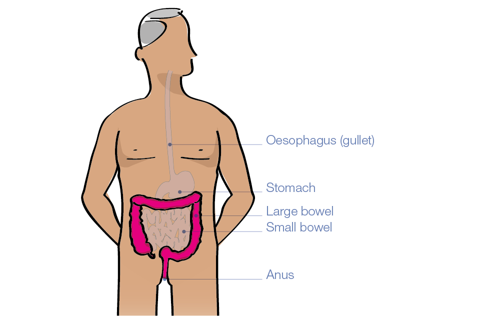 Diagram showing the oesophagus, stomach, large bowel, small bowel and anus.