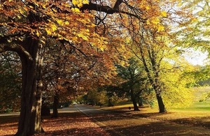 A line of large trees lining a an urban road with autumn foliage.