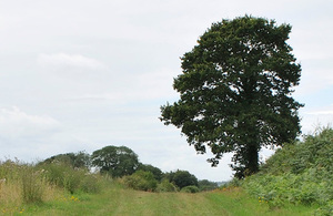 A picture of a tree near a footpath in the countryside