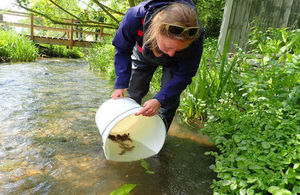 An Environment Agency officer releases rescued crayfish from a bucket into a river