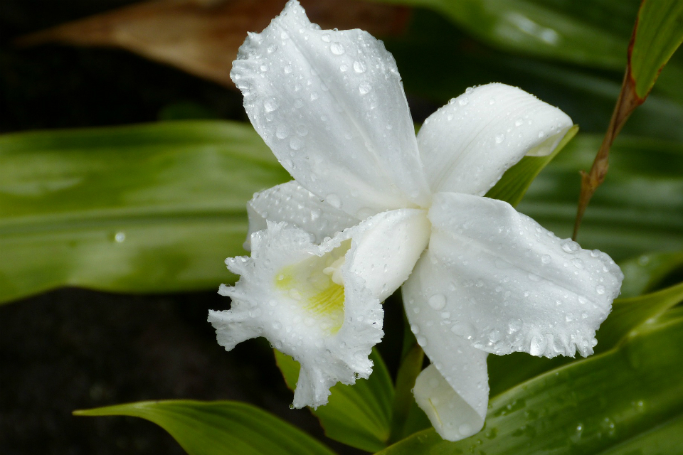 Plants at the heart of the latest call for Darwin Initiative bids