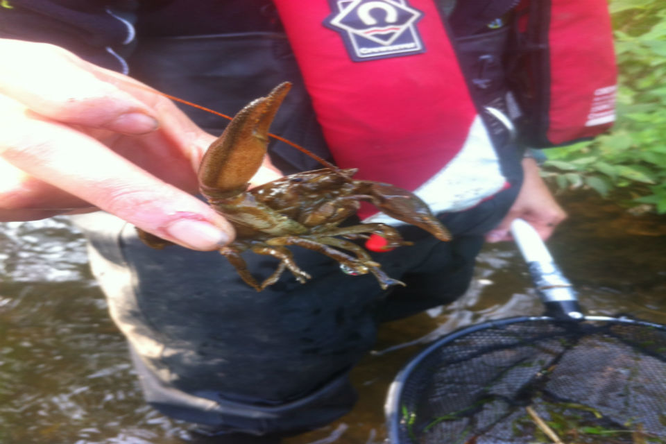 Nottinghamshire project to protect native white clawed crayfish