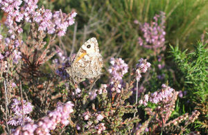 Picture of a moth in a flower