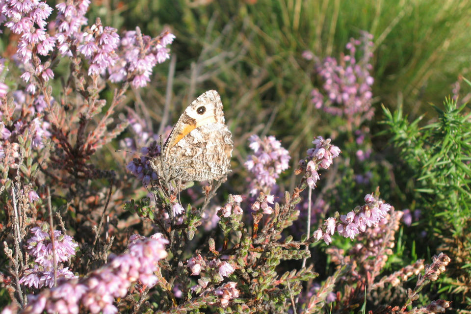 International Day of Biological Diversity