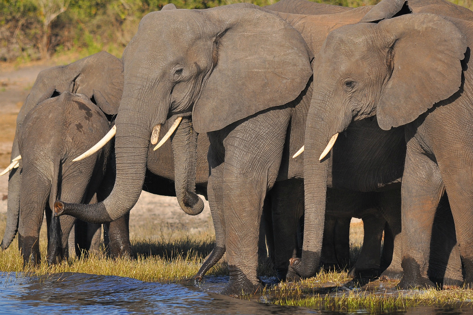 Government launches call for evidence on ivory trade