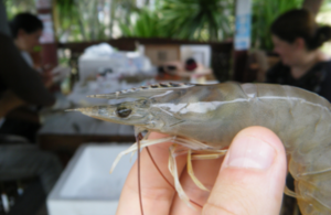 A shrimp with two researchers working in the background