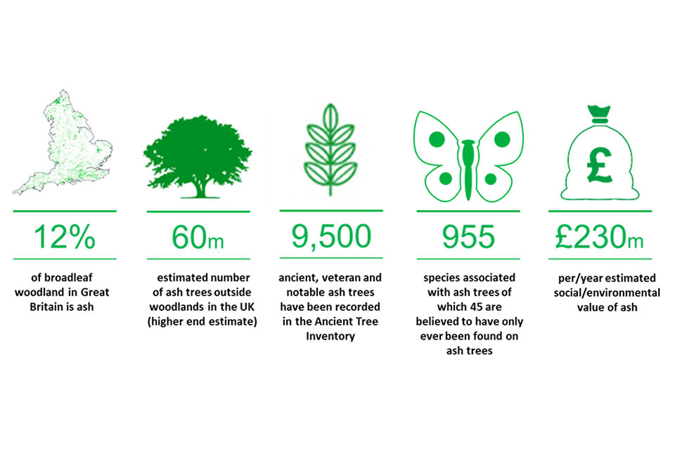 Infographic showing 5 facts about Ash trees