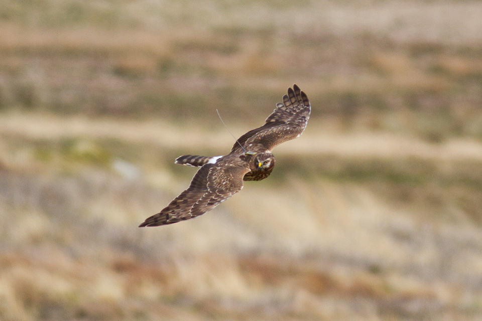 Trial to help hen harriers gets ready for action