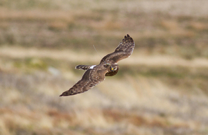 Image of hen harrier bird flying