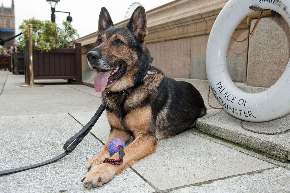 ‘Finn’s Law’ delivered to protect brave service animals