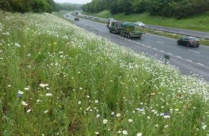A38 flower verge