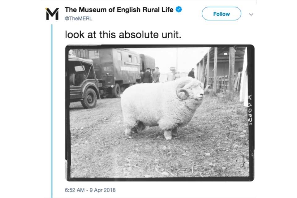 Tweet from the Museum of English Rural Life of an archival photograph of an Exmoor Horn aged ram, captioned ‘look at this absolute unit’